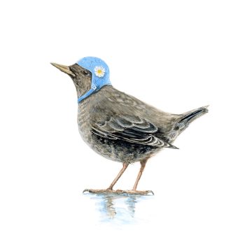 American Dipper Print