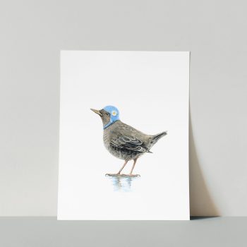 American Dipper Print