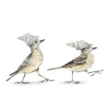 American Pipits Print