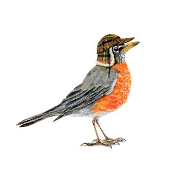 American Robin Print