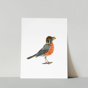American Robin Print
