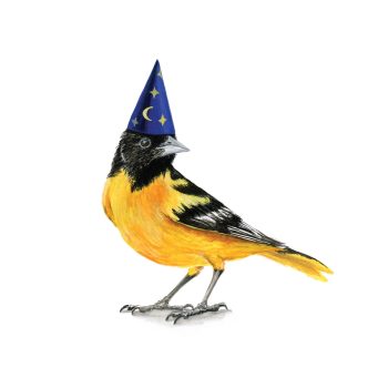 Baltimore Oriole Print