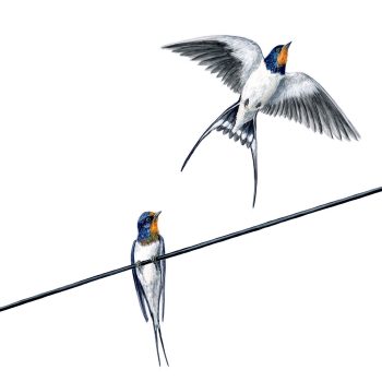 Barn Swallows Print