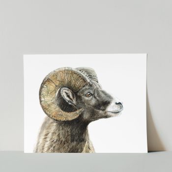Bighorn Sheep Print
