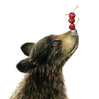 Black Bear Cub Print