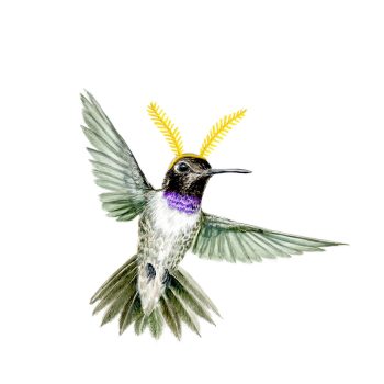 Black-chinned Hummingbird Print