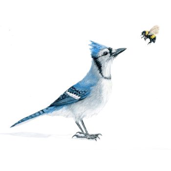 Blue Jay & Bee Print