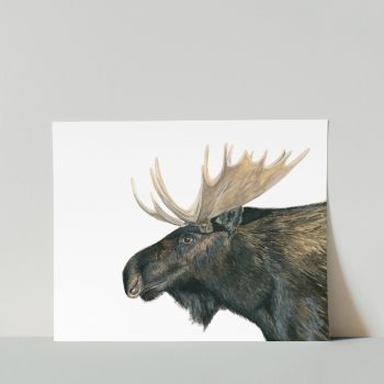 Bull Moose Print
