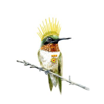 Calliope Hummingbird Print