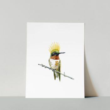 Calliope Hummingbird Print