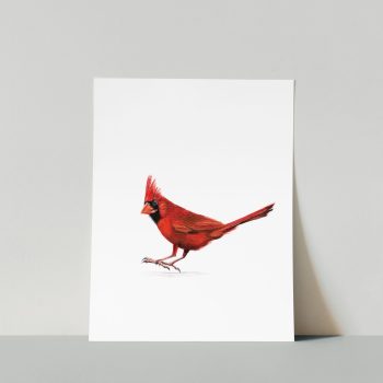 Cardinal II Print
