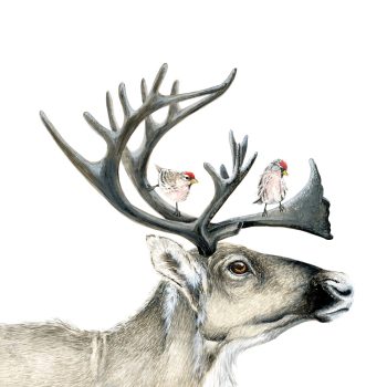 Caribou & Redpolls Print