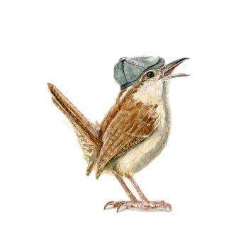 Carolina Wren Print