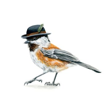 Chestnut-Backed Chickadee Print