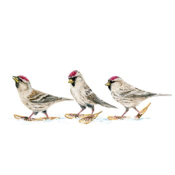 Common Redpolls Print