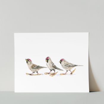 Common Redpolls Print