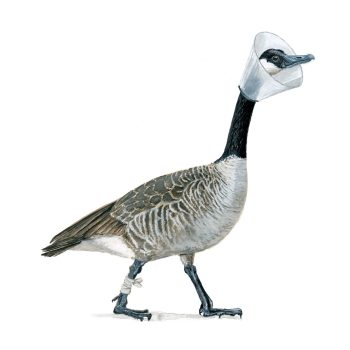 Coned Canada Goose Print