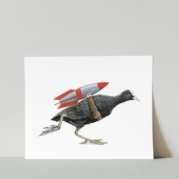 Coot Print