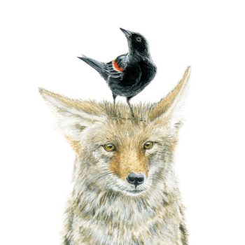 Coyote & Blackbird Print