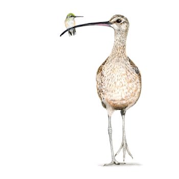 Curlew and Hummingbird Print