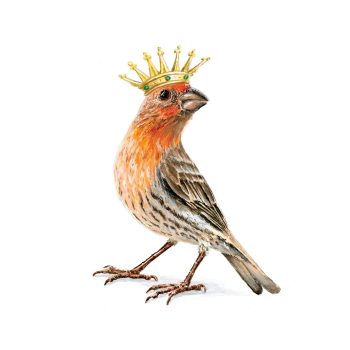 Finch King Print