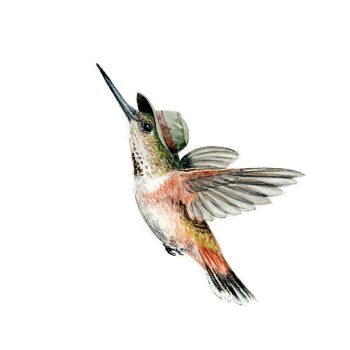 Flying High Hummer Print