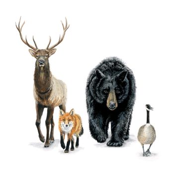 Forest Animals Print