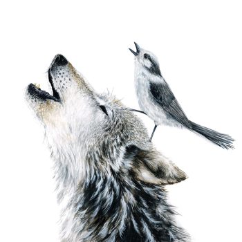 Gray Wolf & Gray Jay Print