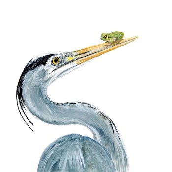 Great Blue Heron & Frog Print