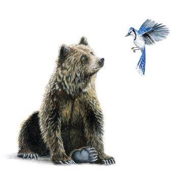 Grizzly & Blue Jay Print