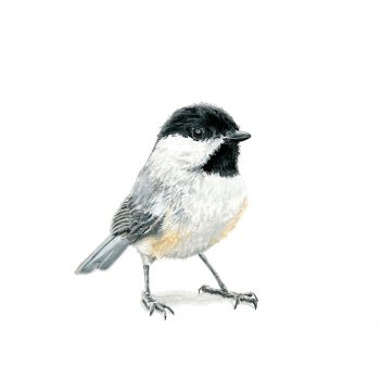 Intrepid Chickadee Print