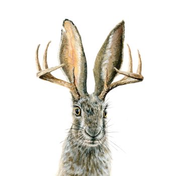 Jackalope Print