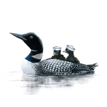 Loons Print