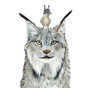 Lynx & Pine Siskin Print