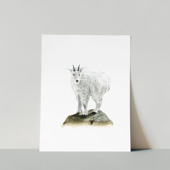 Mountain Goat Kid Print