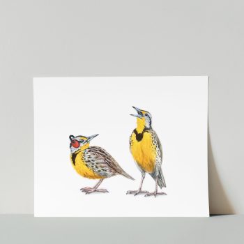 Meadowlarks Print