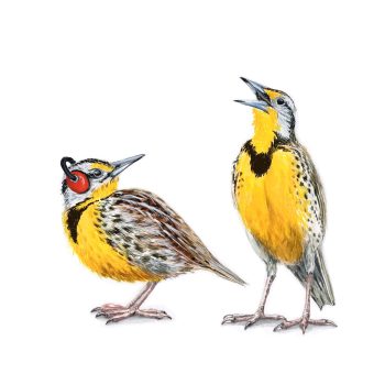 Meadowlarks Print