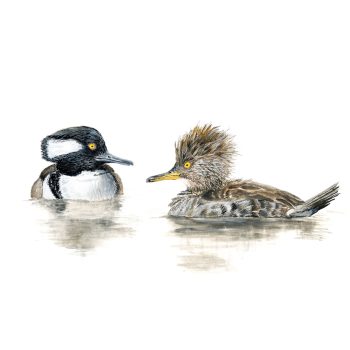 Mergansers Print