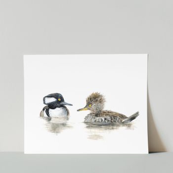 Mergansers Print