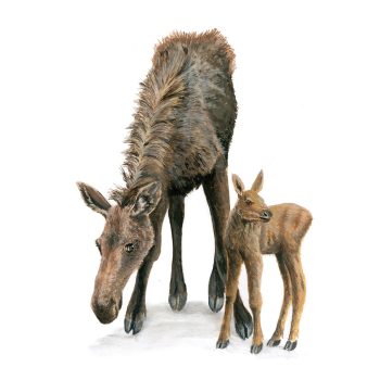 Moose Mom and Calf Print