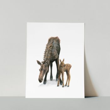 Moose Mom and Calf Print