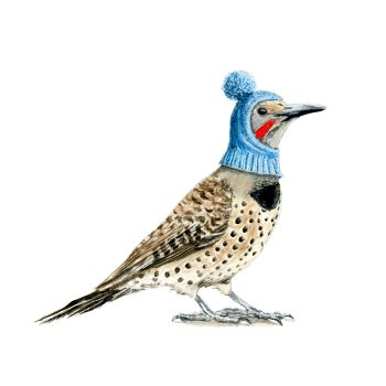 Northern Flicker Print