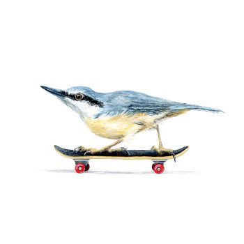 Nuthatch Skater Print