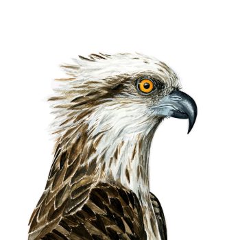 Nuthatch Skater Print