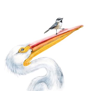 Pelican & Chickadee Print