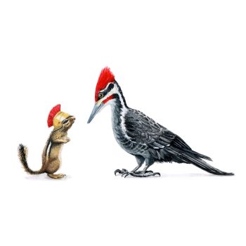 Pileated and Chipmunk Print