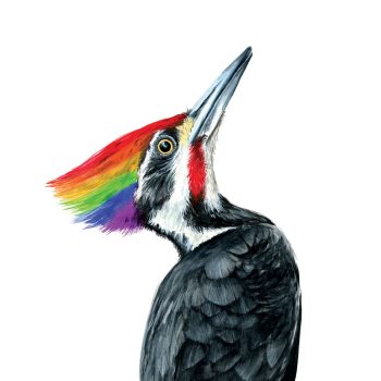 Pileated Pride Print