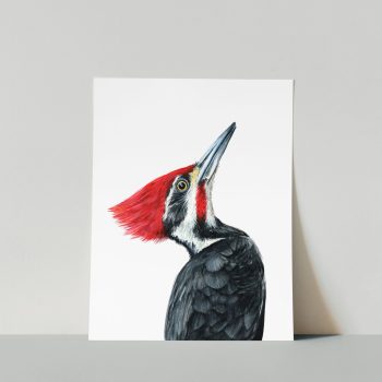 Pileated Woodpecker Print
