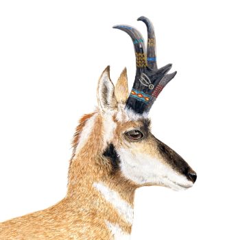 Pronghorn Print