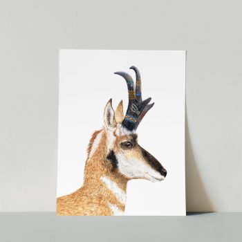 Pronghorn Print